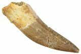 Fossil Plesiosaur (Zarafasaura) Tooth - Morocco #296395-1